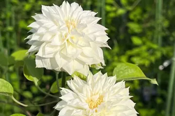 Duchess of Edinburgh