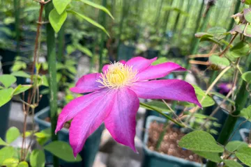 ‘Kakio’ Pink Champagne