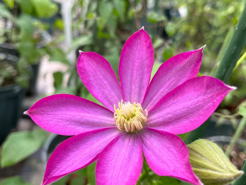 ‘Kakio’ Pink Champagne - view 2