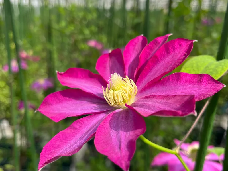 ‘Kakio’ Pink Champagne - view 4