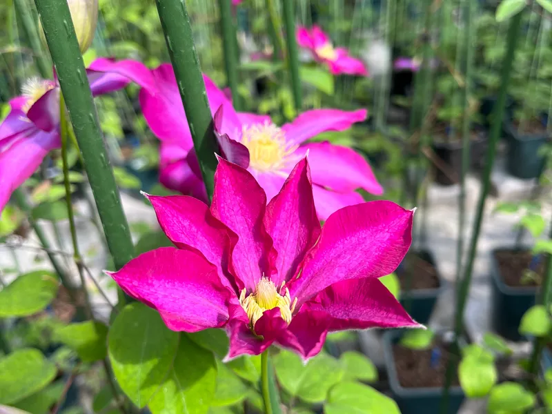 ‘Kakio’ Pink Champagne - view 5