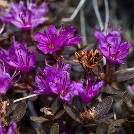 Alpine Rhododendron