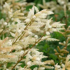 Astilbe varieties