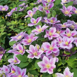 Clematis varieties