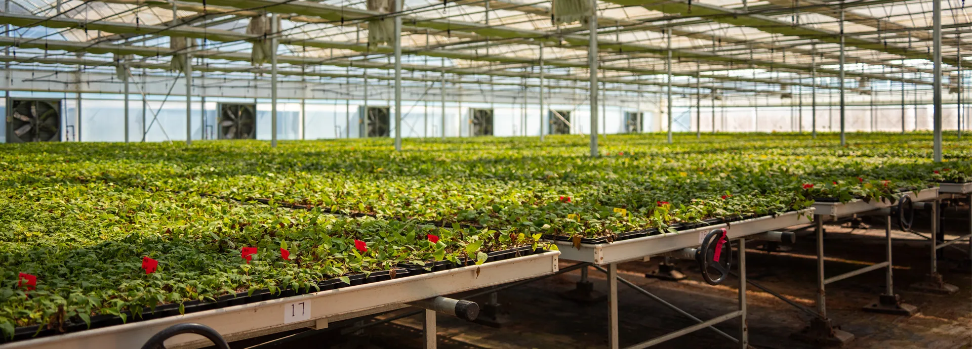 Inside a Mengmu greenhouse with rows of trellised clematis