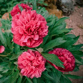 Chinese Peony varieties