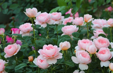 Beautiful and practical tableware