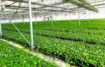 High quality wooden furniture